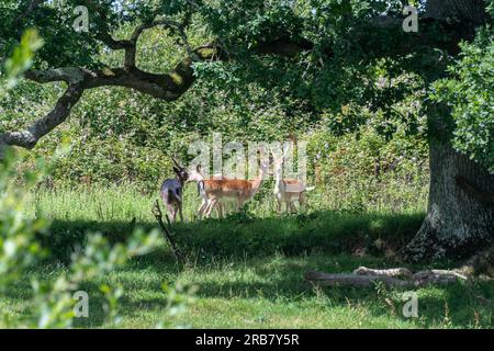 Damhirsche (Dama dama) weiden Tiere im Knepp Estate Wildland, Retroding oder wilding Project in West Sussex, England, Großbritannien Stockfoto