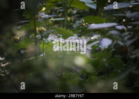 Dieses Foto zeigt eine Katze, die in einem Wildpark lebt. Die Handkatze, auch bekannt als Pallas-Katze, ist eine kleine Wildkatze, die in den s heimisch ist Stockfoto