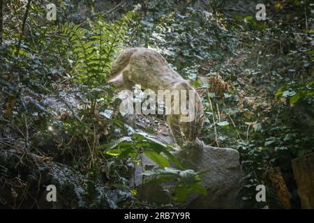 Dieses Foto zeigt einen erwachsenen Leoparden von Amur, der in einem Wildpark lebt. Der Leopard Amur ist eine Leopardenunterart, die in der Region Primorye in Southe heimisch ist Stockfoto