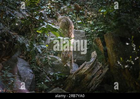 Dieses Foto zeigt einen erwachsenen Leoparden von Amur, der in einem Wildpark lebt. Der Leopard Amur ist eine Leopardenunterart, die in der Region Primorye in Southe heimisch ist Stockfoto