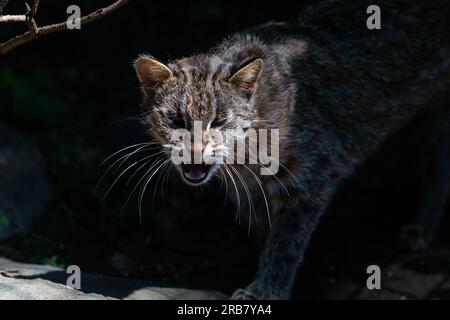 Dieses Foto zeigt einen erwachsenen Leoparden von Amur, der in einem Wildpark lebt. Der Leopard Amur ist eine Leopardenunterart, die in der Region Primorye in Southe heimisch ist Stockfoto