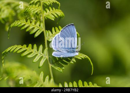 Holly Blue Butterfly (Celastrina argiolus) auf Bracken in Surrey, England, Großbritannien, ein zweiter männlicher Butterfly mit Brut im Juli Stockfoto