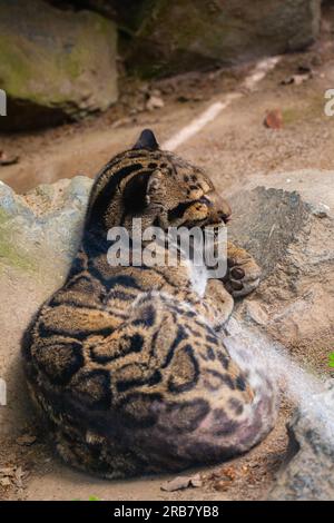 Dieses Foto zeigt einen bewölkten Leoparden, der in einem Wildpark lebt. Sein wissenschaftlicher Name ist Neofelis nebulosa. Der bedeckte Leopard hat ein geflecktes coa Stockfoto