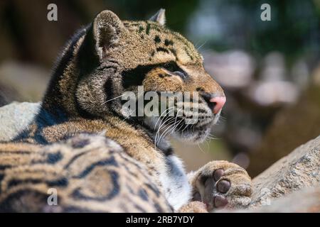 Dieses Foto zeigt einen bewölkten Leoparden, der in einem Wildpark lebt. Sein wissenschaftlicher Name ist Neofelis nebulosa. Der bedeckte Leopard hat ein geflecktes coa Stockfoto