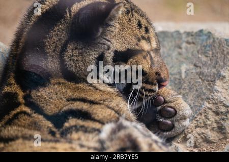 Dieses Foto zeigt einen bewölkten Leoparden, der in einem Wildpark lebt. Sein wissenschaftlicher Name ist Neofelis nebulosa. Der bedeckte Leopard hat ein geflecktes coa Stockfoto