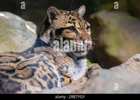 Dieses Foto zeigt einen bewölkten Leoparden, der in einem Wildpark lebt. Sein wissenschaftlicher Name ist Neofelis nebulosa. Der bedeckte Leopard hat ein geflecktes coa Stockfoto