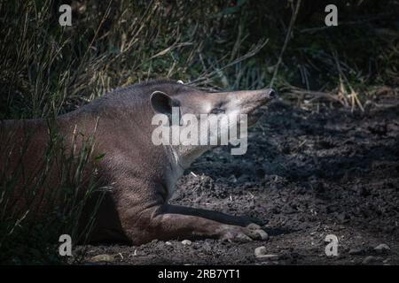 Dieses Foto zeigt einen erwachsenen Tapir, der in einem Wildpark lebt. Das Tapir ist ein hufiges Säugetier, das der Familie Tapiridae gehört, dem einzigen noch existierenden Mitglied Stockfoto