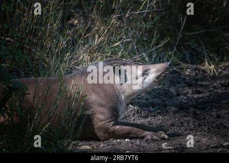 Dieses Foto zeigt einen erwachsenen Tapir, der in einem Wildpark lebt. Das Tapir ist ein hufiges Säugetier, das der Familie Tapiridae gehört, dem einzigen noch existierenden Mitglied Stockfoto