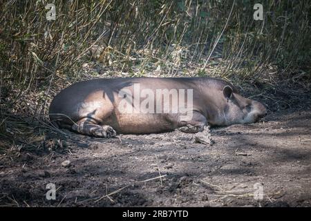 Dieses Foto zeigt einen erwachsenen Tapir, der in einem Wildpark lebt. Das Tapir ist ein hufiges Säugetier, das der Familie Tapiridae gehört, dem einzigen noch existierenden Mitglied Stockfoto