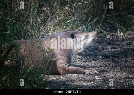 Dieses Foto zeigt einen erwachsenen Tapir, der in einem Wildpark lebt. Das Tapir ist ein hufiges Säugetier, das der Familie Tapiridae gehört, dem einzigen noch existierenden Mitglied Stockfoto