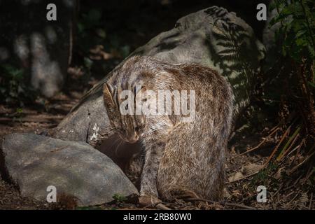 Dieses Foto zeigt einen erwachsenen Leoparden von Amur, der in einem Wildpark lebt. Der Leopard Amur ist eine Leopardenunterart, die in der Region Primorye in Southe heimisch ist Stockfoto