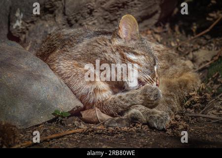 Dieses Foto zeigt einen erwachsenen Leoparden von Amur, der in einem Wildpark lebt. Der Leopard Amur ist eine Leopardenunterart, die in der Region Primorye in Southe heimisch ist Stockfoto