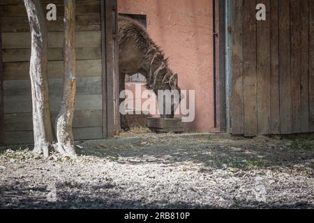Dieses Foto zeigt einen erwachsenen sika-Hirsch, der in einem Wildpark lebt. Der sika-Hirsch ist eine Art von Hirschen, die in weiten Teilen Ostasiens heimisch ist und andere kennengelernt hat Stockfoto