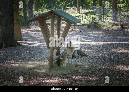 Dieses Foto zeigt einen erwachsenen sika-Hirsch, der in einem Wildpark lebt. Der sika-Hirsch ist eine Art von Hirschen, die in weiten Teilen Ostasiens heimisch ist und andere kennengelernt hat Stockfoto