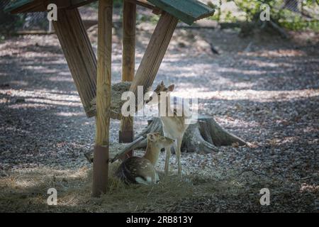 Dieses Foto zeigt einen erwachsenen sika-Hirsch, der in einem Wildpark lebt. Der sika-Hirsch ist eine Art von Hirschen, die in weiten Teilen Ostasiens heimisch ist und andere kennengelernt hat Stockfoto
