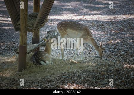 Dieses Foto zeigt einen erwachsenen sika-Hirsch, der in einem Wildpark lebt. Der sika-Hirsch ist eine Art von Hirschen, die in weiten Teilen Ostasiens heimisch ist und andere kennengelernt hat Stockfoto