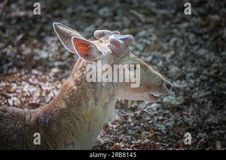 Dieses Foto zeigt einen erwachsenen sika-Hirsch, der in einem Wildpark lebt. Der sika-Hirsch ist eine Art von Hirschen, die in weiten Teilen Ostasiens heimisch ist und andere kennengelernt hat Stockfoto