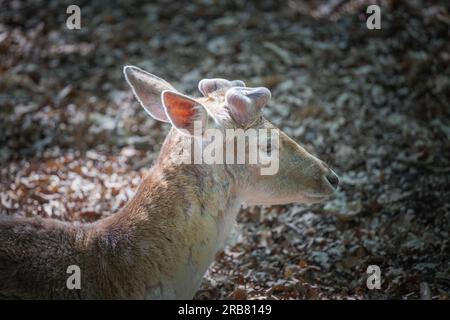 Dieses Foto zeigt einen erwachsenen sika-Hirsch, der in einem Wildpark lebt. Der sika-Hirsch ist eine Art von Hirschen, die in weiten Teilen Ostasiens heimisch ist und andere kennengelernt hat Stockfoto