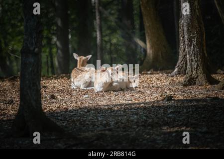 Dieses Foto zeigt einen erwachsenen sika-Hirsch, der in einem Wildpark lebt. Der sika-Hirsch ist eine Art von Hirschen, die in weiten Teilen Ostasiens heimisch ist und andere kennengelernt hat Stockfoto