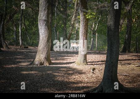 Dieses Foto zeigt einen erwachsenen sika-Hirsch, der in einem Wildpark lebt. Der sika-Hirsch ist eine Art von Hirschen, die in weiten Teilen Ostasiens heimisch ist und andere kennengelernt hat Stockfoto