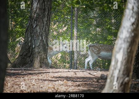 Dieses Foto zeigt einen erwachsenen sika-Hirsch, der in einem Wildpark lebt. Der sika-Hirsch ist eine Art von Hirschen, die in weiten Teilen Ostasiens heimisch ist und andere kennengelernt hat Stockfoto