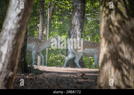 Dieses Foto zeigt einen erwachsenen sika-Hirsch, der in einem Wildpark lebt. Der sika-Hirsch ist eine Art von Hirschen, die in weiten Teilen Ostasiens heimisch ist und andere kennengelernt hat Stockfoto