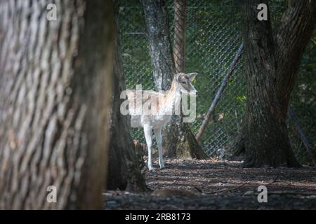 Dieses Foto zeigt einen erwachsenen sika-Hirsch, der in einem Wildpark lebt. Der sika-Hirsch ist eine Art von Hirschen, die in weiten Teilen Ostasiens heimisch ist und andere kennengelernt hat Stockfoto