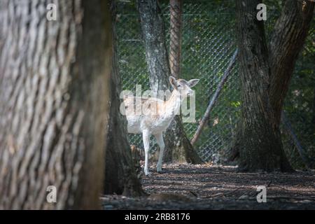 Dieses Foto zeigt einen erwachsenen sika-Hirsch, der in einem Wildpark lebt. Der sika-Hirsch ist eine Art von Hirschen, die in weiten Teilen Ostasiens heimisch ist und andere kennengelernt hat Stockfoto