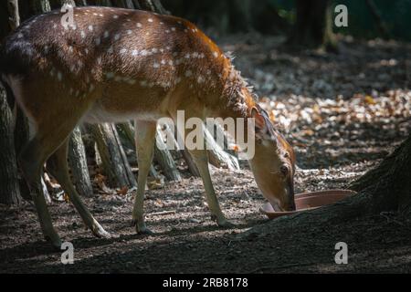 Dieses Foto zeigt einen erwachsenen sika-Hirsch, der in einem Wildpark lebt. Der sika-Hirsch ist eine Art von Hirschen, die in weiten Teilen Ostasiens heimisch ist und andere kennengelernt hat Stockfoto