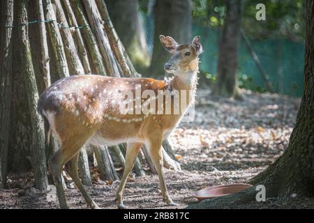 Dieses Foto zeigt einen erwachsenen sika-Hirsch, der in einem Wildpark lebt. Der sika-Hirsch ist eine Art von Hirschen, die in weiten Teilen Ostasiens heimisch ist und andere kennengelernt hat Stockfoto