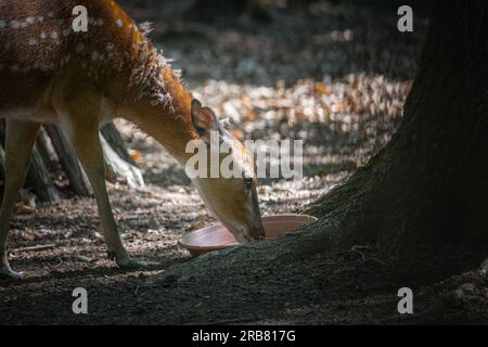 Dieses Foto zeigt einen erwachsenen sika-Hirsch, der in einem Wildpark lebt. Der sika-Hirsch ist eine Art von Hirschen, die in weiten Teilen Ostasiens heimisch ist und andere kennengelernt hat Stockfoto