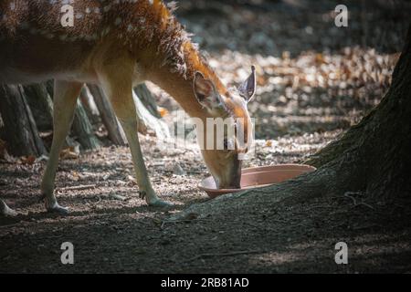 Dieses Foto zeigt einen erwachsenen sika-Hirsch, der in einem Wildpark lebt. Der sika-Hirsch ist eine Art von Hirschen, die in weiten Teilen Ostasiens heimisch ist und andere kennengelernt hat Stockfoto