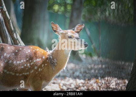 Dieses Foto zeigt einen erwachsenen sika-Hirsch, der in einem Wildpark lebt. Der sika-Hirsch ist eine Art von Hirschen, die in weiten Teilen Ostasiens heimisch ist und andere kennengelernt hat Stockfoto