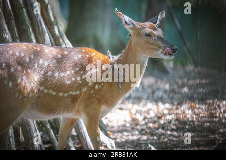 Dieses Foto zeigt einen erwachsenen sika-Hirsch, der in einem Wildpark lebt. Der sika-Hirsch ist eine Art von Hirschen, die in weiten Teilen Ostasiens heimisch ist und andere kennengelernt hat Stockfoto