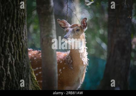 Dieses Foto zeigt einen erwachsenen sika-Hirsch, der in einem Wildpark lebt. Der sika-Hirsch ist eine Art von Hirschen, die in weiten Teilen Ostasiens heimisch ist und andere kennengelernt hat Stockfoto