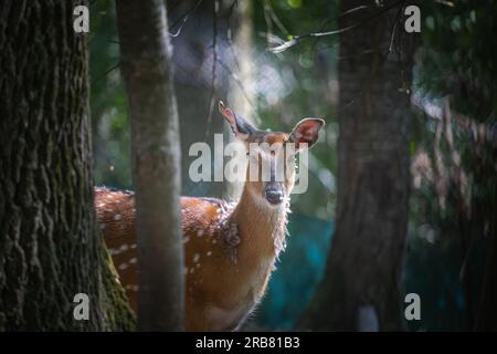 Dieses Foto zeigt einen erwachsenen sika-Hirsch, der in einem Wildpark lebt. Der sika-Hirsch ist eine Art von Hirschen, die in weiten Teilen Ostasiens heimisch ist und andere kennengelernt hat Stockfoto