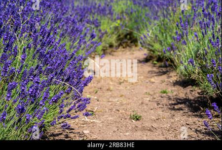 Lavendelfeld in der provence-Region Stockfoto