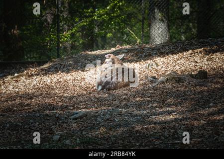Dieses Foto zeigt einen erwachsenen sika-Hirsch, der in einem Wildpark lebt. Der sika-Hirsch ist eine Art von Hirschen, die in weiten Teilen Ostasiens heimisch ist und andere kennengelernt hat Stockfoto