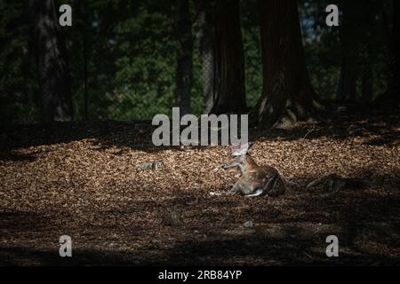 Dieses Foto zeigt einen erwachsenen sika-Hirsch, der in einem Wildpark lebt. Der sika-Hirsch ist eine Art von Hirschen, die in weiten Teilen Ostasiens heimisch ist und andere kennengelernt hat Stockfoto
