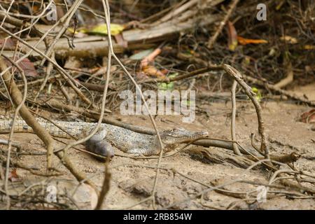 Daintree, Australien. 04. Juli 2023. Ein jugendliches Estuarinkrokodil (Crocodylus porosus) am Ufer des Daintree River im tropischen Fernen Norden von Queensland. Kredit: SOPA Images Limited/Alamy Live News Stockfoto