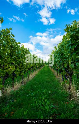 Deutschland, endloser grüner Tunnel zwischen Rebpflanzen in wunderschöner Weinberglandschaft im Sommer mit blauem Himmel und Sonne Stockfoto