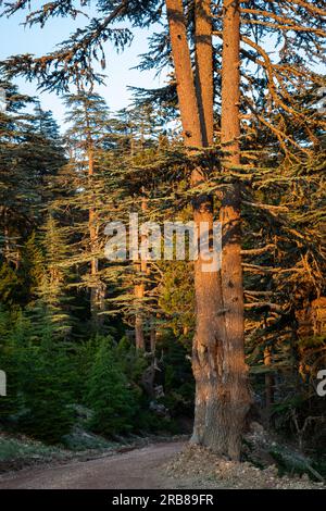 Seltener und gefährdeter libanesischer Zedernwald am Tahtali-Berg in der Türkei. Stockfoto