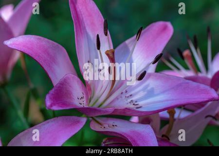 Nahaufnahme einer hübschen rosa asiatischen Lilie in einem Sommergarten in St. Croix Falls, Wisconsin, USA. Stockfoto