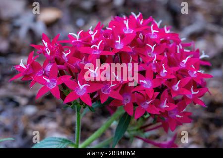 Die Longfellow Gardens in Minneapolis, Minnesota, USA, sind ein ägyptischer Star-Cluster, pentas lanceolata in einem Sommergarten am Morgen. Stockfoto