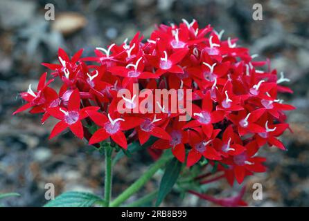 Die Longfellow Gardens in Minneapolis, Minnesota, USA, sind ein ägyptischer Star-Cluster, pentas lanceolata in einem Sommergarten am Morgen. Stockfoto