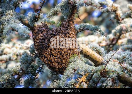 Tierwelt des Vereinigten Königreichs - 8. Juli 2023 - Honigbienen (APIs mellifera) schwärmen in einem Baum im Sonnenlicht und schaffen eine Herzform, Burley-in-Wharfedale, Ilkley, West Yorkshire, England, UK. Kredit: Rebecca Cole/Alamy Live News Stockfoto