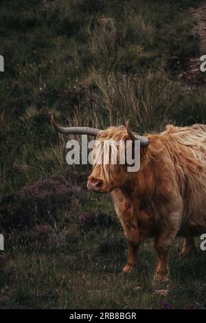 Schwangere Highland Cow Nahaufnahme mit Hörnern Stockfoto