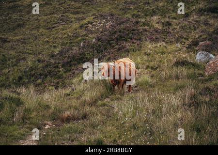 Schwangere Highland-Kühe mit Blickrichtung zur Seite Stockfoto