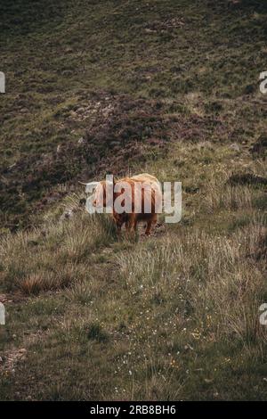 Schwangere Highland Cow mit Blick auf die Seite Stockfoto