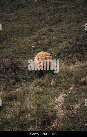 Schwangere Highland Cow nach vorne gerichtet Stockfoto